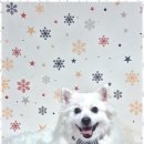 퍼피살롱 이미지