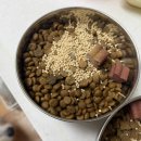 윤덴탈 | '레디펫고 강아지 홍삼이랑 유산균' 강아지 필수 영양제 오메가3 후기