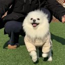 안양펫 | 🐶 안양 마이펫라이프 : 단독 루프탑 애견놀이터 대관 후기