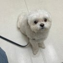 그루멍캡틴 이미지