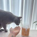 믿음 Dental | [캣디피 고양이 닭고기 트릿] 0.05% 저염분으로 챙기는 고양이 닭가슴살 트릿 후기