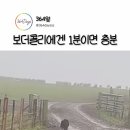 보더콜리에겐 1분이면 충분 하당개 이미지