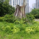 그루터기 이미지