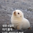 생후 5일 물개.jpg 이미지