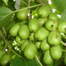 머루와 다래 이미지