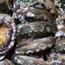 전복총각 이미지