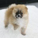 보송보송 이미지