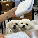 이천/여주 애견동반 식당 - 온정손만두 본점 방문 후기
