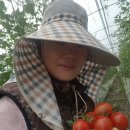 이진한농장 | [행복드림농장] "방울대추토마토"판매합니다~