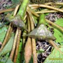 삼지연못 이미지