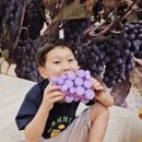 🍇 송알송알 포도 놀이 🍇 이미지