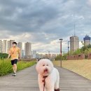 야옹아 멍멍해봐 미용실 이미지