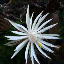 헨리... 이미지