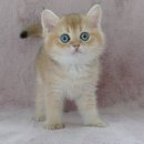 강남고양이분양 러브앤캣 이미지