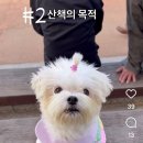 까메오 | 까메오님의 🐶케이프 착샷후기♡