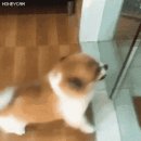 멍뭉이 종특.gif 이미지