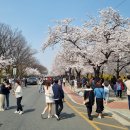 여의도 국회의사당 뒤 벚꽃길 (Yeouido Cherry Blossom) 이미지