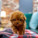 일산 강아지분양 스마트독 이미지