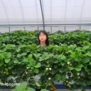 보미농장 이미지