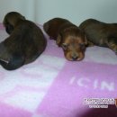 리코리아몰 이미지