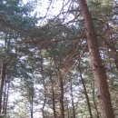 봉림흑염소 이미지