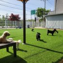 GPS 애견학교 이미지