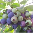 신안슈퍼 이미지