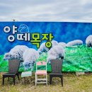 법인울산양떼목장 이미지