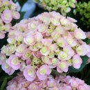 꽃지아라 이미지