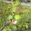 황골농장 이미지