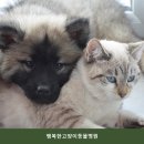 행복한고양이동물병원 | 파주동물병원 행복한고양이동물병원 진료와 비용 체크리스트 안내