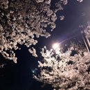 벚꽃의 꽃말 ••