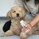 애견미용사 3급 자격증 과정 2 이미지