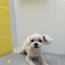위드독 - 양평군 중앙로111번길 53-4 | 위드독