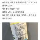 RE:Re: 녹차동동주 직접 빚을수있는분 찾습니다. 이미지