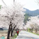 2024.04.12 (금)금산 신안사 벚꽃길/ 보곡산골마을 산벚꽃 동산 /홍도마을 .하늘물빛정원 이미지