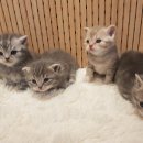 캣파라다이스 일산점 이미지