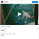어피스어피스 이미지