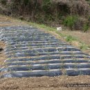 금봉산 농장 이미지