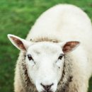 양떼목장 이미지