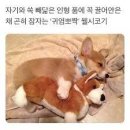 바다사랑 민박 | [내돈내산] 강릉 주문진 숙소 추천 반려동물이 있는 숙소 - 복돌네민박