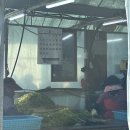 삼부자미나리 이미지