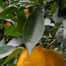 이상만농장 이미지