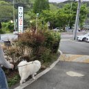 [대구] 팔공산 대형견 동반 가능! 방갈로 한우 맛집 명산 한우 식육식당