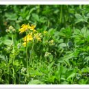 애기똥풀 이미지