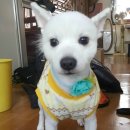 도리도리펫샵 이미지