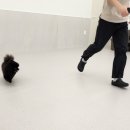 서현애견미용실 이미지