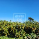 표선리-5 이미지