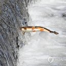 연곡천 이미지