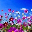 해답 Daum카페